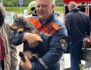 Volunteer rescuers from Moscow give a second life to cats and dogs